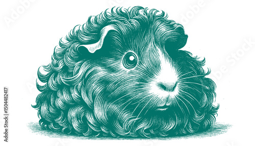 Abyssinian Guinea Pig vector