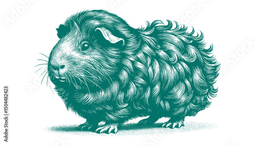 Abyssinian Guinea Pig vector