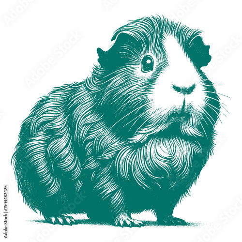 Abyssinian Guinea Pig vector
