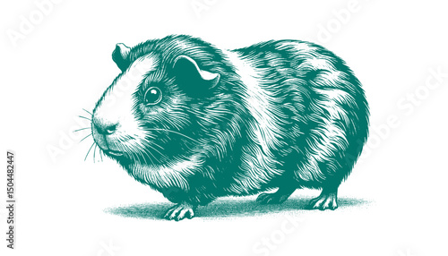 Abyssinian Guinea Pig vector