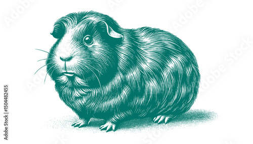 Abyssinian Guinea Pig vector