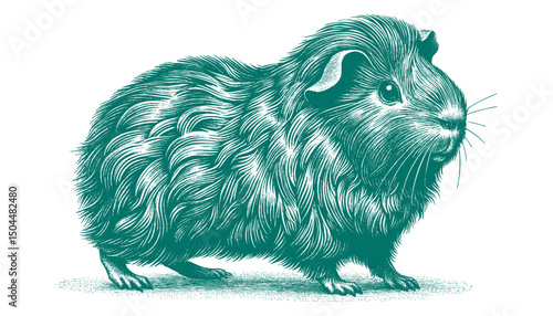 Abyssinian Guinea Pig vector