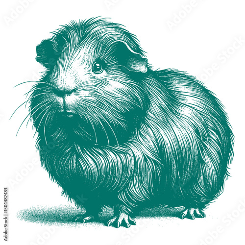 Abyssinian Guinea Pig vector