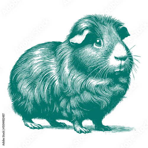 Abyssinian Guinea Pig vector