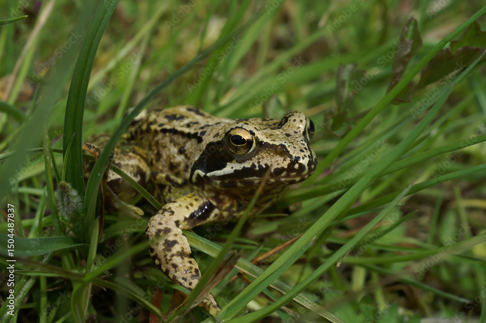 Camouflaged frog nestled amongst blades of green grass, blending seamlessly with the natural surroundings. Camouflaged frog nestled amongst blades of green grass, blending seamlessly with the natural surroundings.