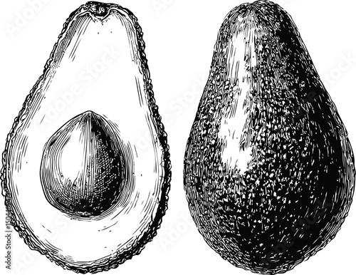Engraved black and white avocado illustration with detailed texture. Vector illustration