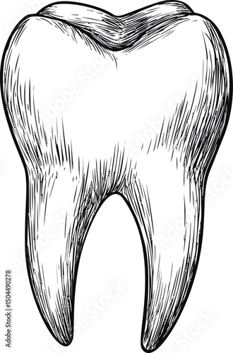 Detailed black and white illustration of a human molar tooth. Vector illustration