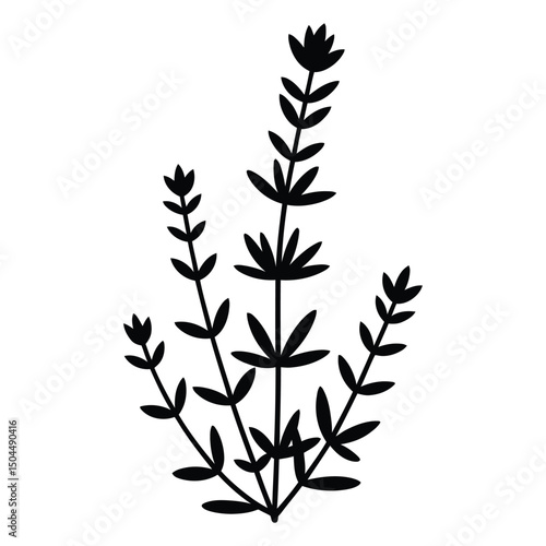 Winter Savory Silhouette, Vector, Illustration, Icon, Logo, White Background.