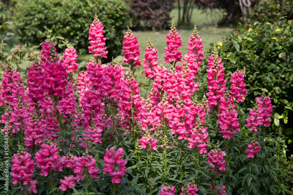 Obraz premium Spring Concept, Blooming Pink Snapdragon (Antirrhinum majus)