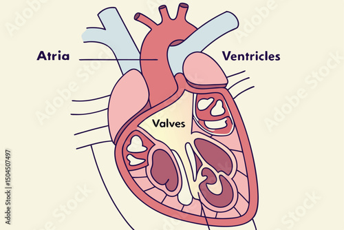 "Cross-section of a human heart showing chambers and valves, medical diagram"