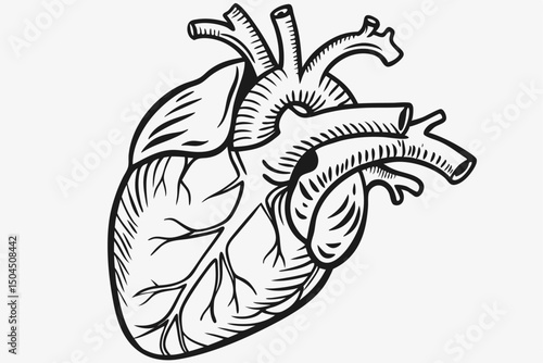 "Hand-drawn sketch of a human heart, vintage anatomy book style, black and white"