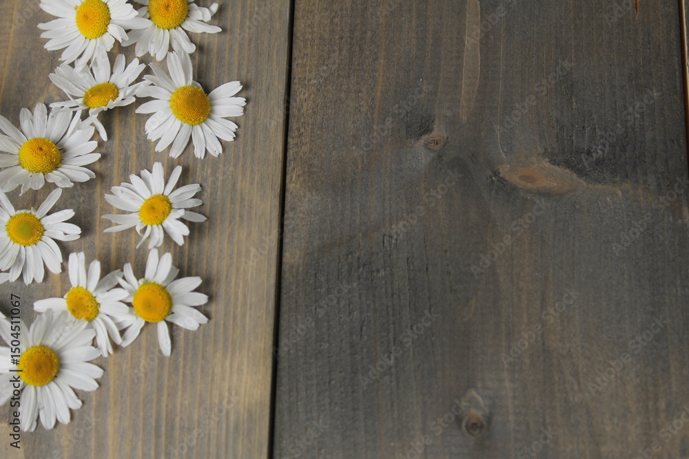 Obraz premium Chamomile flower with white petals and yellow center. Chamomile