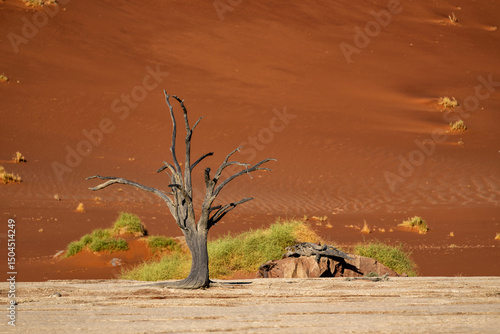 Dead trees in Dead Vlei in Sossusvlei, part of the Namib-Naukluft National Park  - Namibia