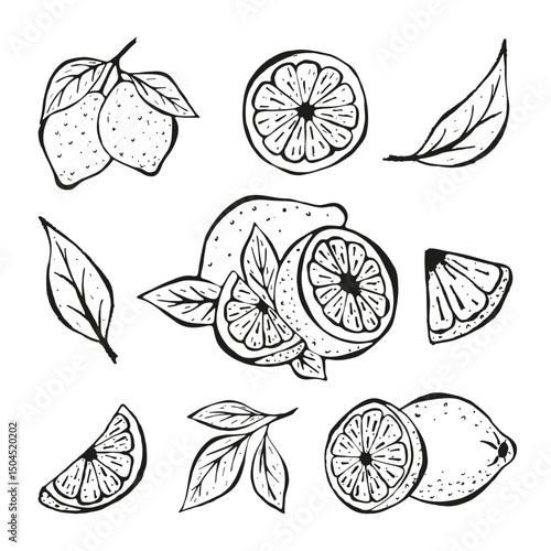Lemon Line Hand Drawn Icons Set Isolated on white Background. Outline Sketch Citrus Whole with Peel and Natural Fruit Cut into ifferent pieces and circle lices, Lemon Zest, Branch of Blossom Leaves. 