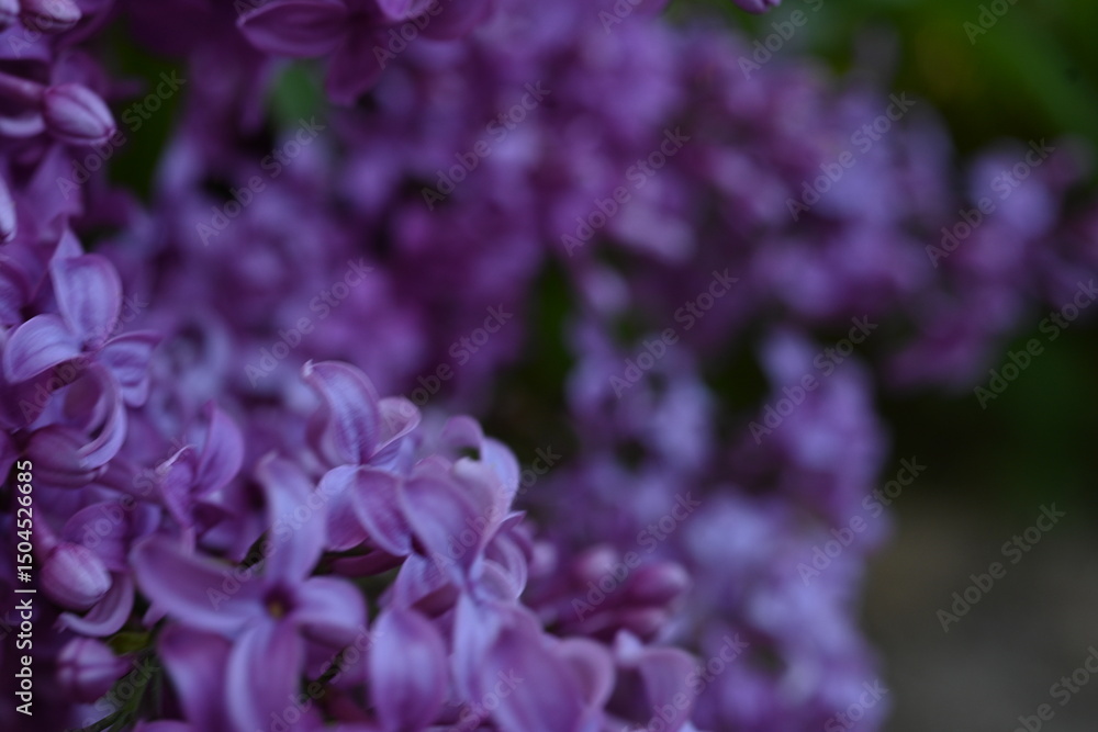 close up of lilac bloom, texture of lilac flowers
close up of lilac bloom, texture of lilac flowers