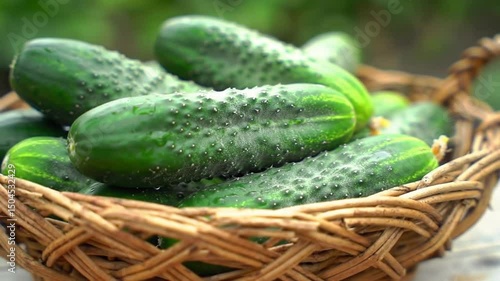 Fresh Cucumbers In Basket Displaying Summer Harvest