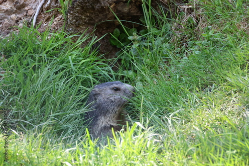 Marmotte, forêt, sauvage, alpes, montagne, camouflage, animaux.