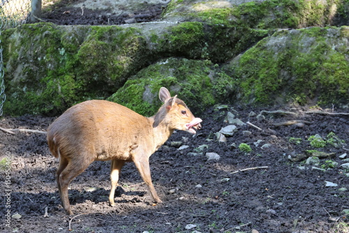 forêt, sauvage, alpes, montagne, camouflage, animaux.