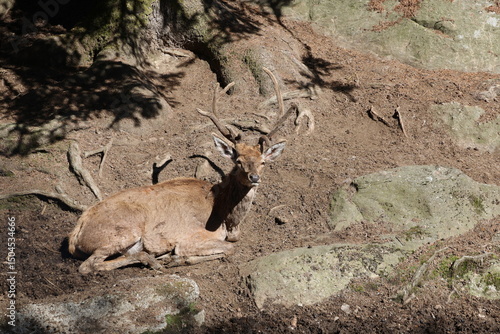 Cerf, forêt, sauvage, alpes, montagne, camouflage, animaux.