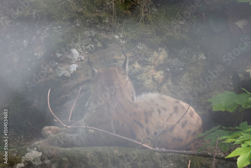 Lynx, forêt, sauvage, alpes, montagne, camouflage, animaux.