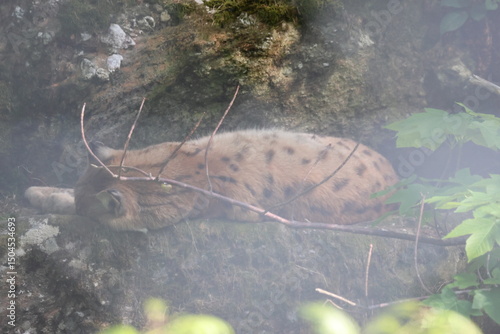 Lynx, forêt, sauvage, alpes, montagne, camouflage, animaux.