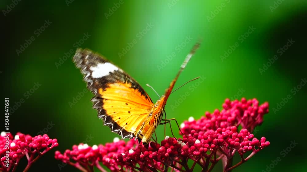 Thai butterfly in garden garden summer flower and butterfly flower butterfly flower butterfly Thai butterfly in garden garden summer flower and butterfly flower butterfly flower butterfly