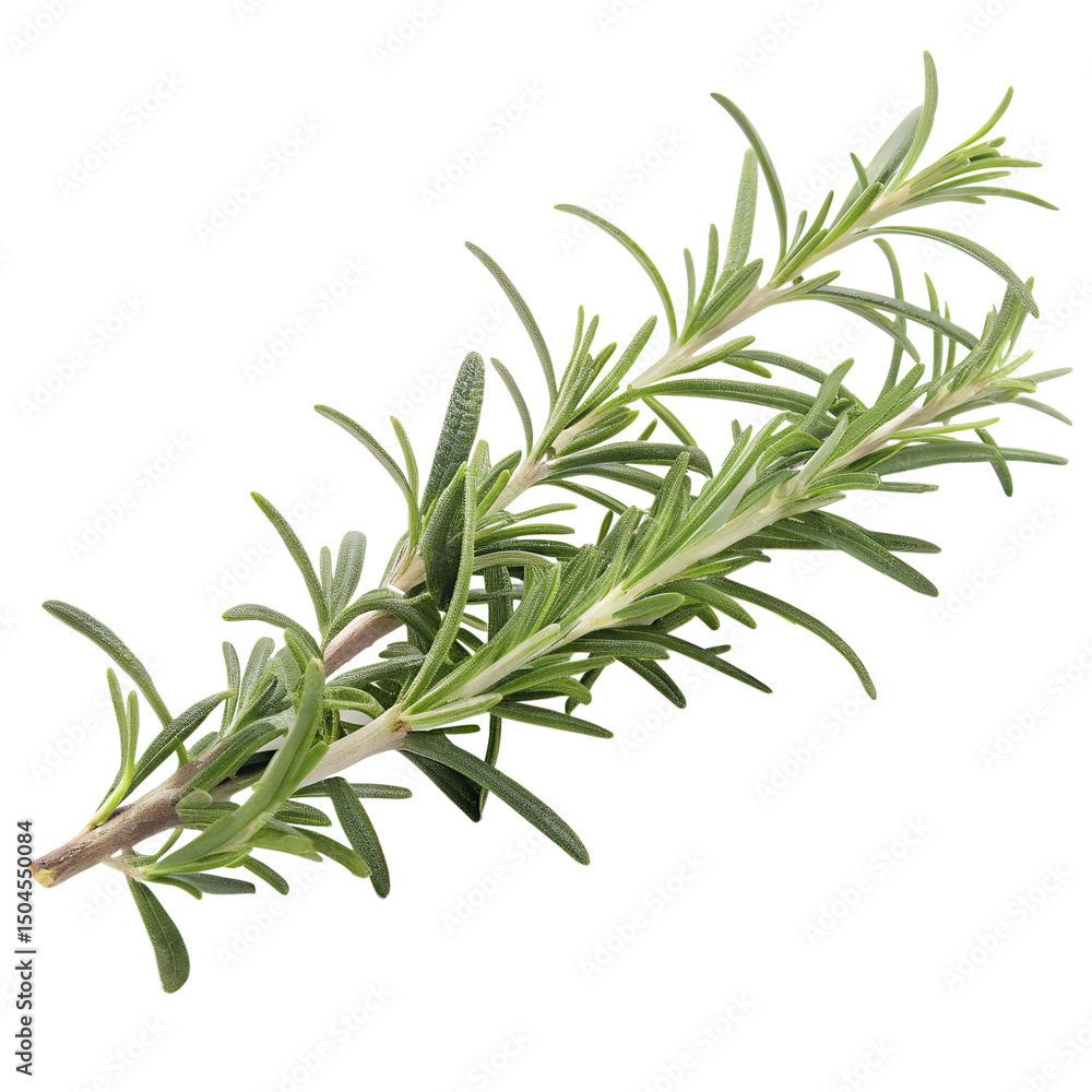 Fresh green rosemary herb isolated on a white background Fresh green rosemary herb isolated on a white background