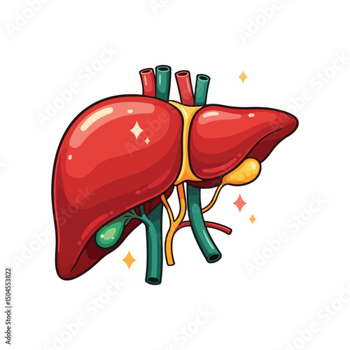 liver drawing illustration