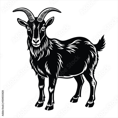 black and white goat