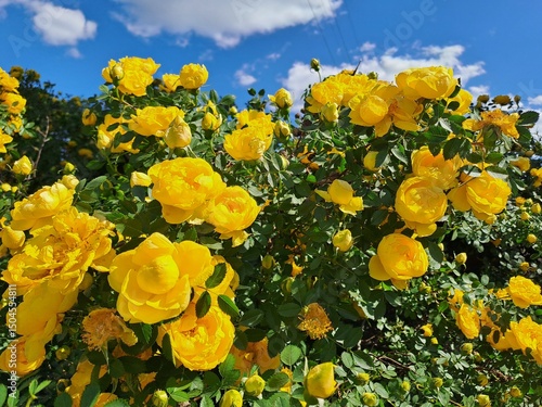 yellow flowers on blue sky background