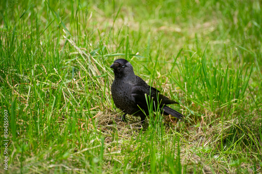 Obraz premium a jackdaw on a grass