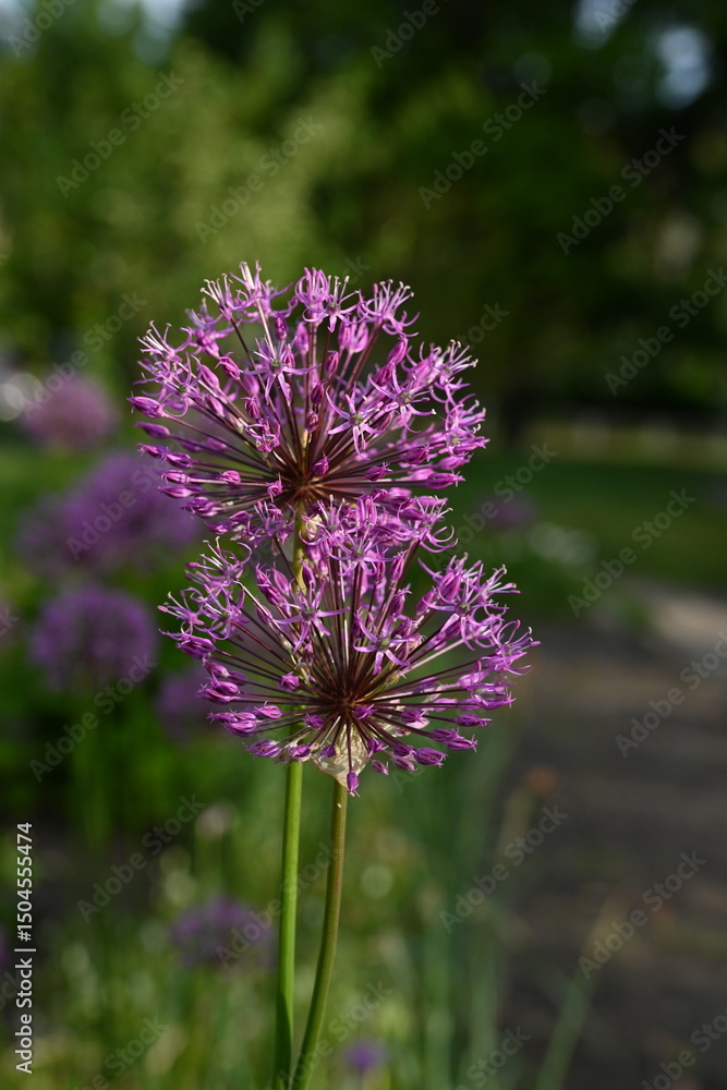 Fototapeta premium purple onion flowers, close up photo of meadow flowers, purple flowers close up, abstract background for mother's day, for card for inserting text