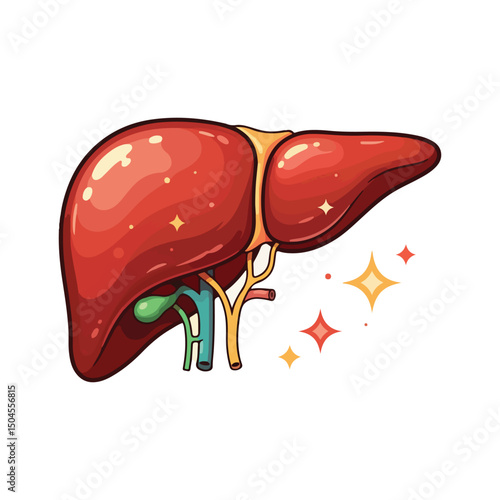 liver drawing illustration