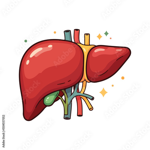 liver drawing illustration