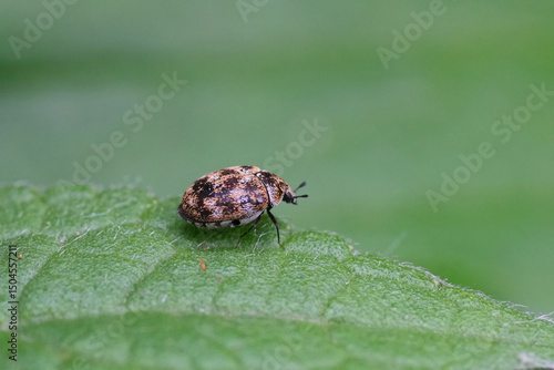фотографія Closeup on the tiny colorful  Old varied carpet beetle, Anthrenus verbasci on a