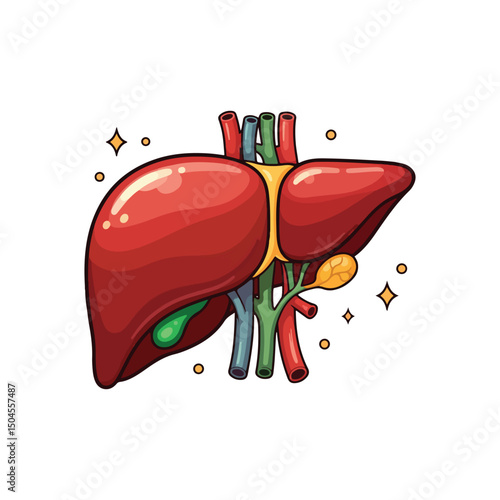 liver drawing illustration