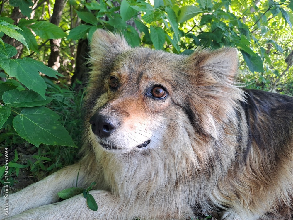 Fototapeta premium portrait of a dog