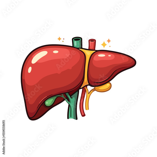 liver drawing illustration