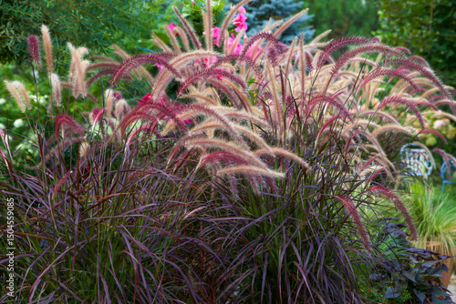 The golden hour highlights a mystical inviting garden with beautiful purple fountain grass, pennisetum rubrum, arcing spikes of nodding purplish flowers. The dark color lends a goth garden flair.