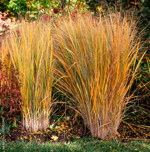 Colorful fall landscape of golden northwind grasses, panicum virgatum.. On a sunlit day, its natural beauty is at its peak, a golden, waving expanse that embodies the wild elegance of the prairie.