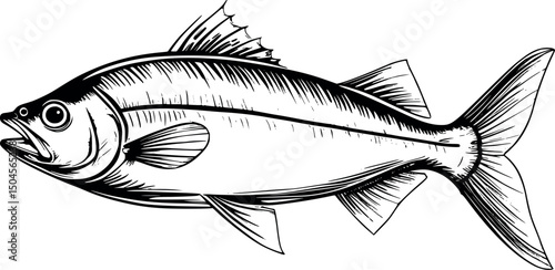 Sardine fish engraving in minimal vintage style isolated on white