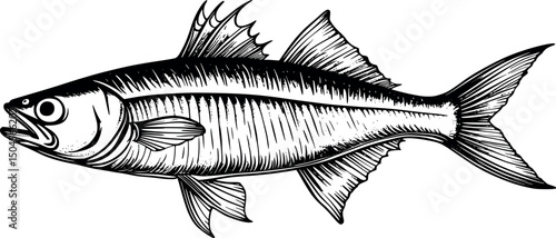 Vintage anchovy illustration in engraving style on white background