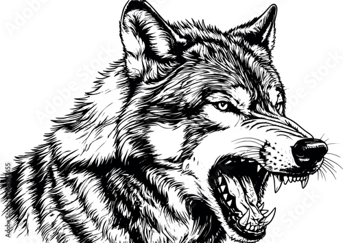 Vector illustration of a raging rabid wolf isolated on white background