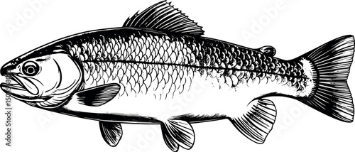 Trout fish in vintage engraving style isolated on white background