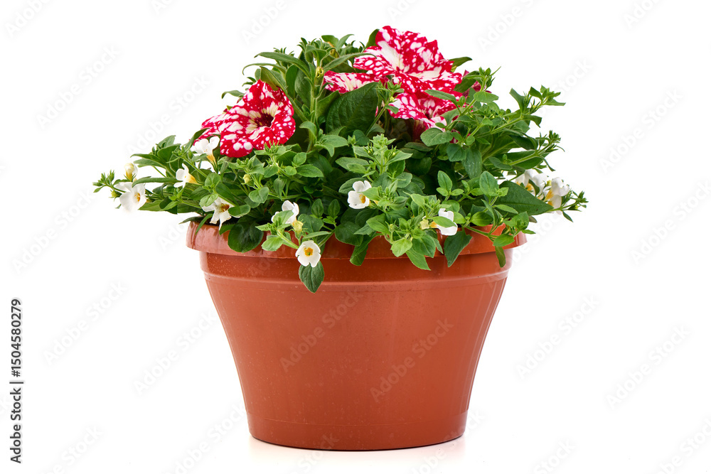 Flowering Petunia and Bacopa in Terracotta Pot – ornamental potted plants. Flowering Petunia and Bacopa in Terracotta Pot – ornamental potted plants.