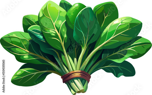 Bunch of fresh spinach close up. Green raw spinach, A fresh spinach bunch isolated on a white background 