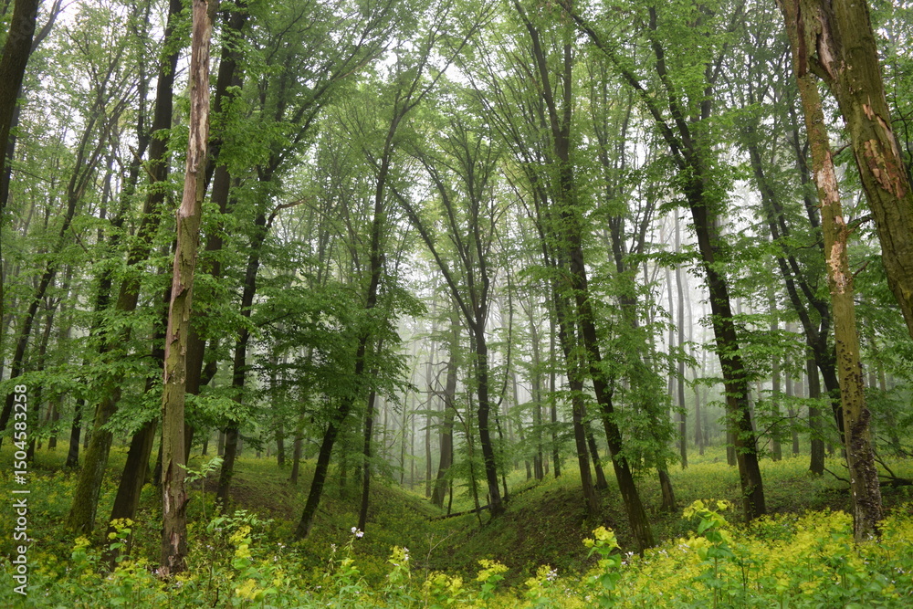 Obraz premium Erdő