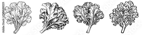 Detailed icon set featuring various styles of leafy greens depicted in black and white illustrations