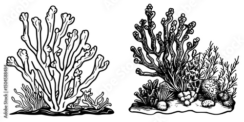 Illustration of various coral types showcasing marine biodiversity in ocean habitats