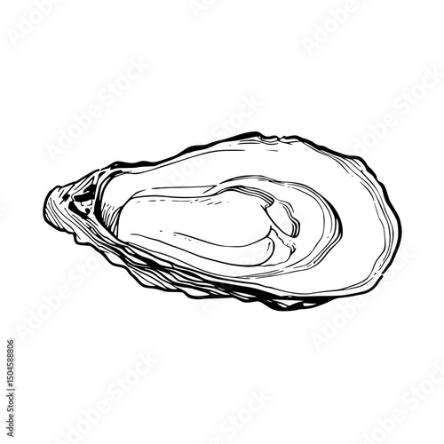 Detailed illustration of an open oyster showcasing the shell and meat with fine lines and texture